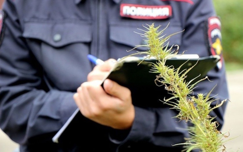 Администрация Первомайского района информирует о том, что действующим законодательством предусмотрена уголовная ответственность за незаконное выращивание и культивирование запрещённых к возделыванию растений, содержащих наркотические вещества (ст.231 УК Р.